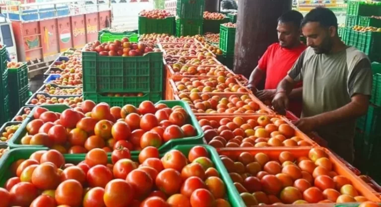 महंगाई से राहत: लखनऊ में आज से इन 10 जगहों पर 70 रुपये प्रति किलो बिकेगा टमाटर