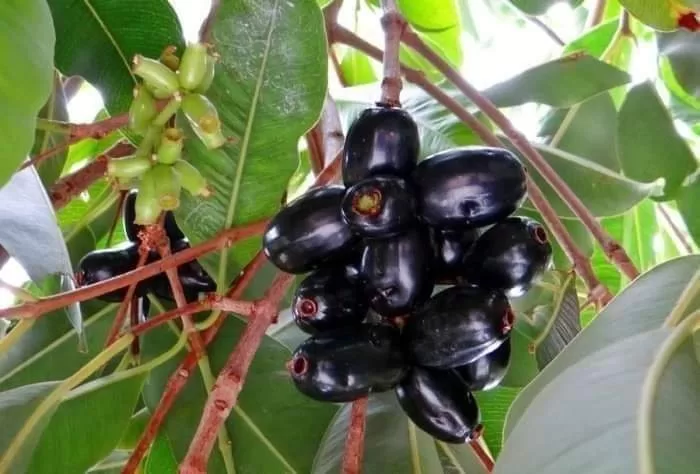 जामुन एक ऐसा वृक्ष जिसके अंग अंग में औषधि है।*🍇